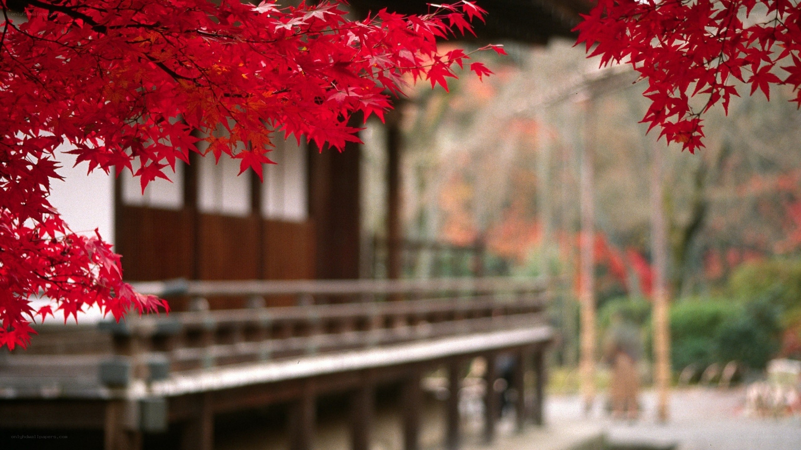Red maple leaves in autumn