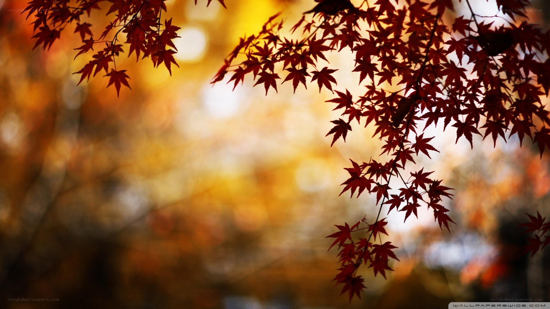 Red maple leaves in autumn