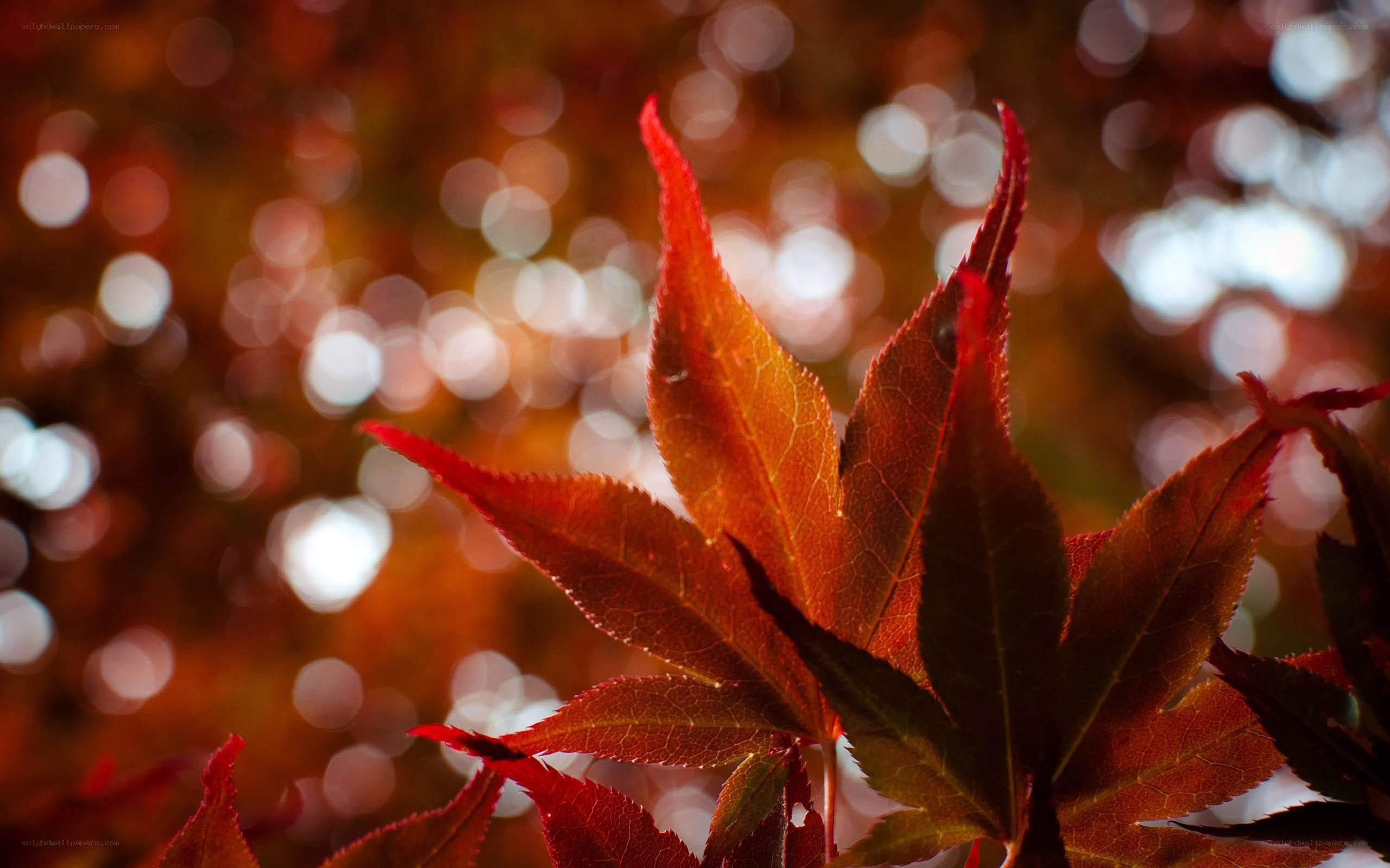 Red maple leaves in autumn