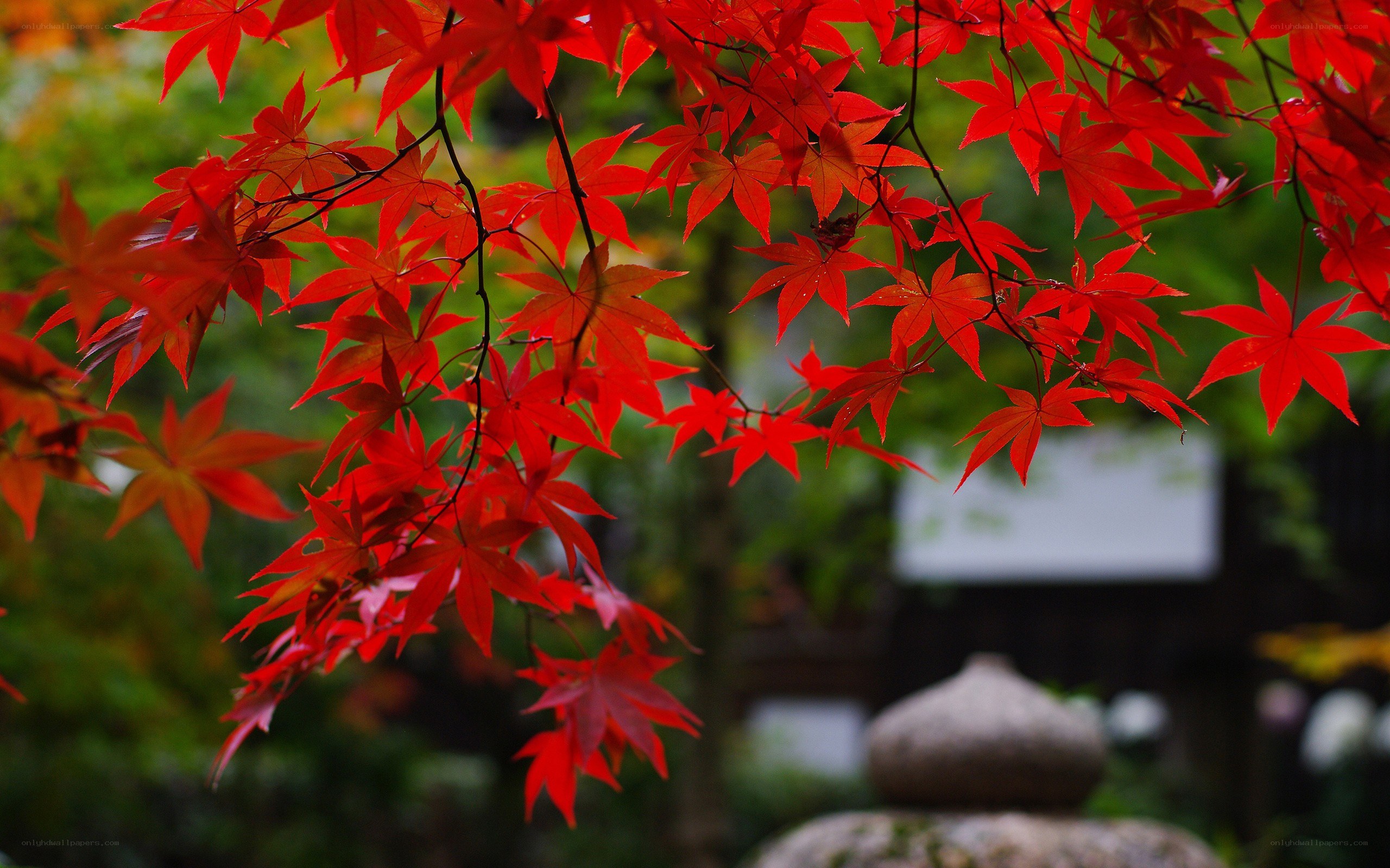 Red maple leaves in autumn