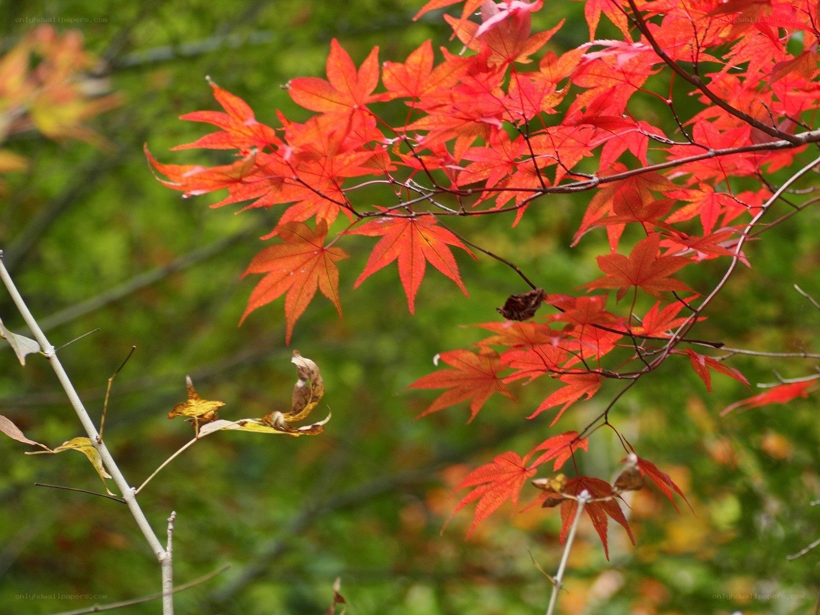 Red maple leaves in autumn