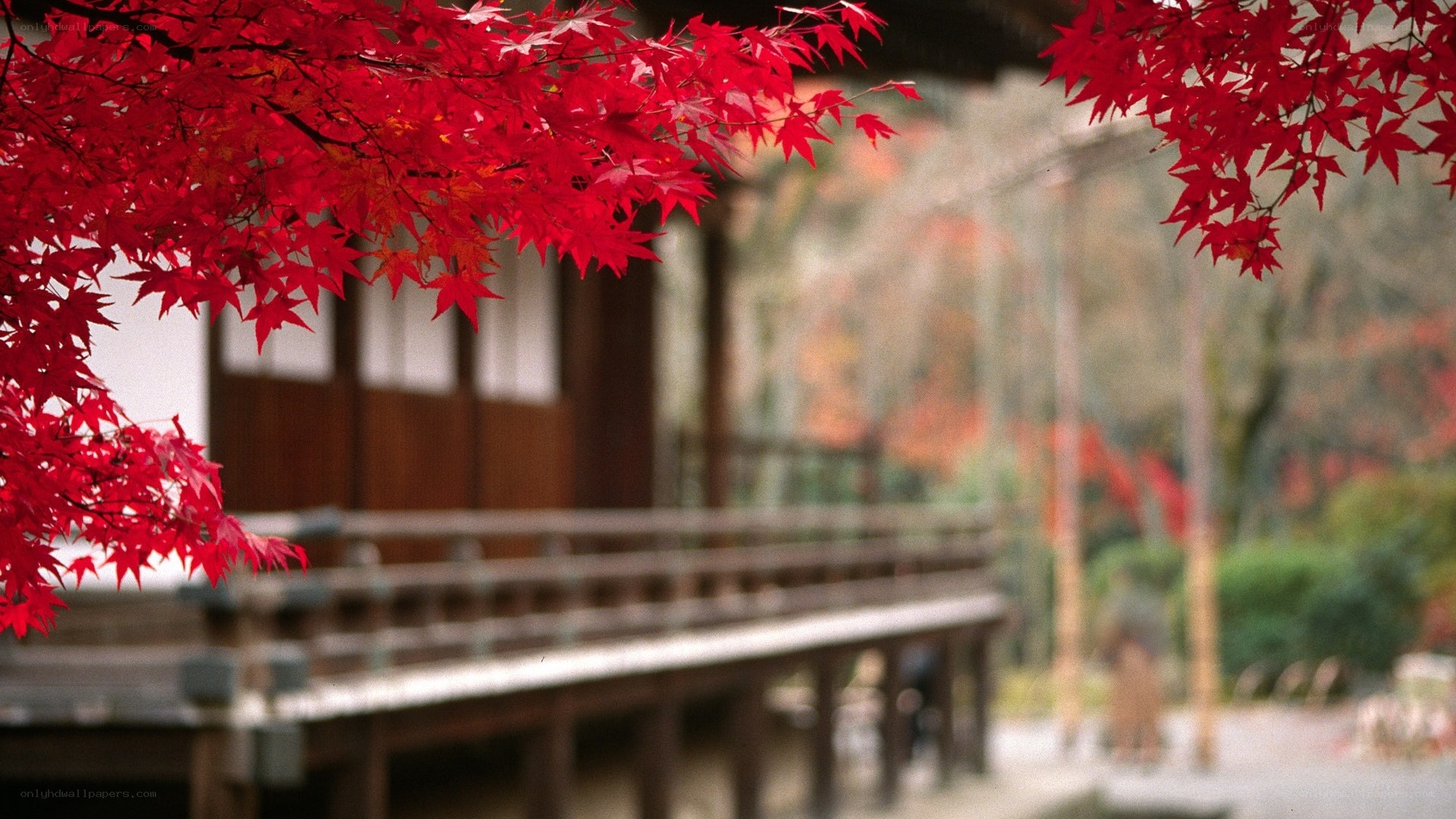 Red maple leaves in autumn