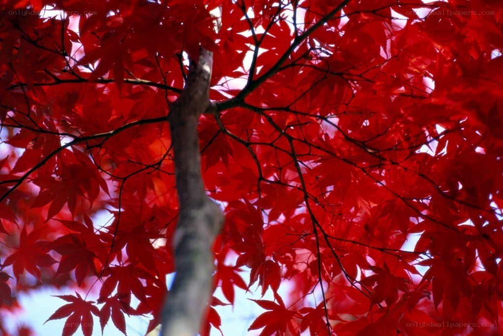 Red maple leaves in autumn
