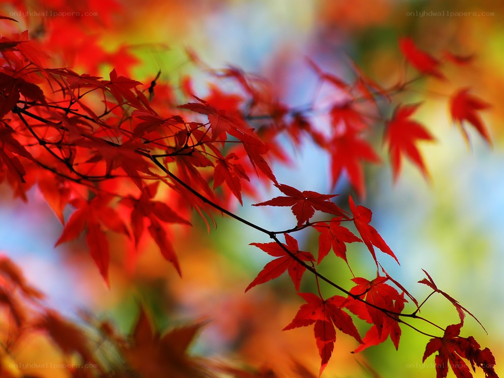 Red maple leaves in autumn