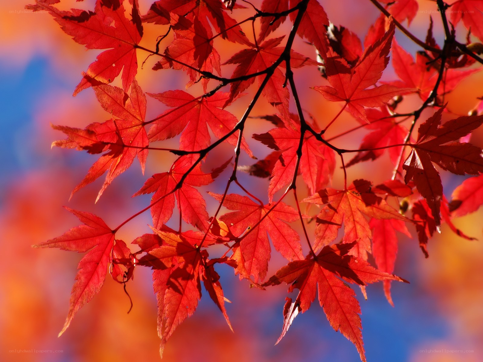 Red maple leaves in autumn