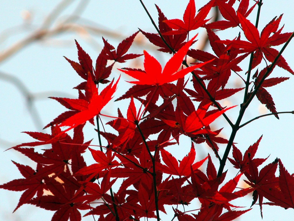 Red maple leaves in autumn