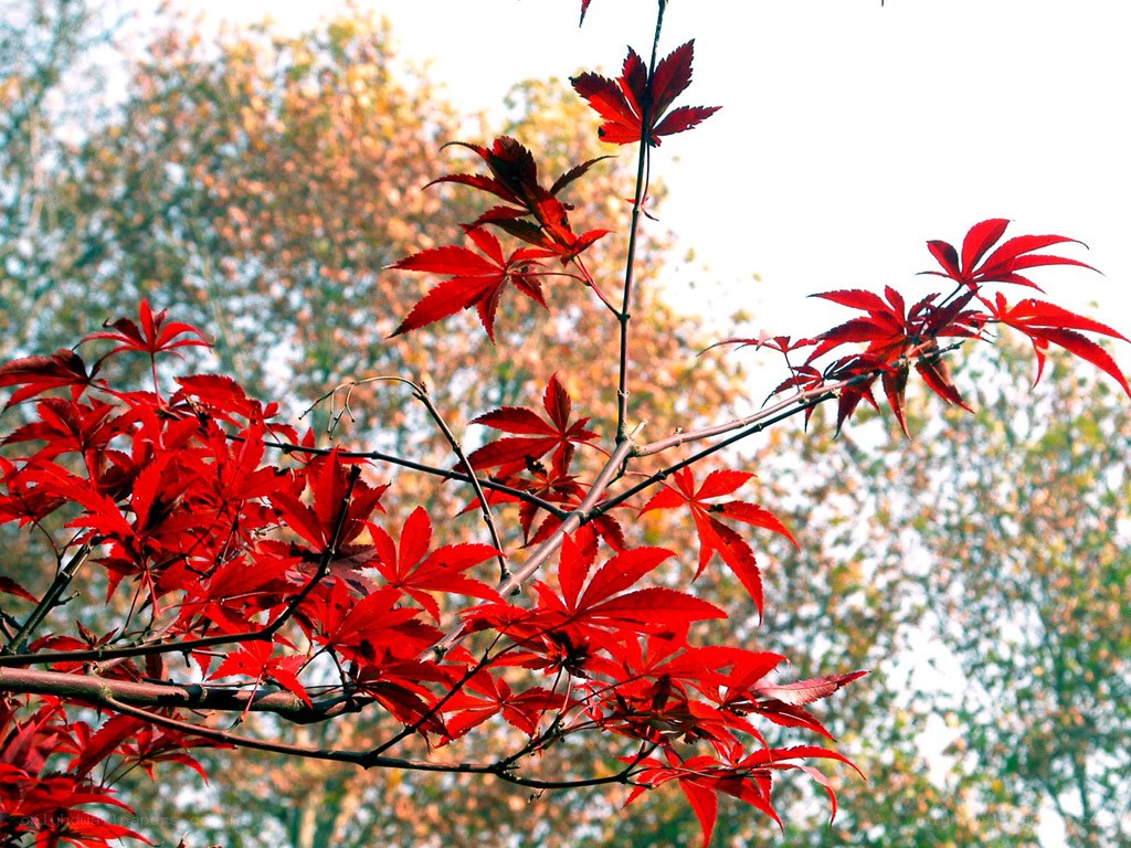 Red maple leaves in autumn