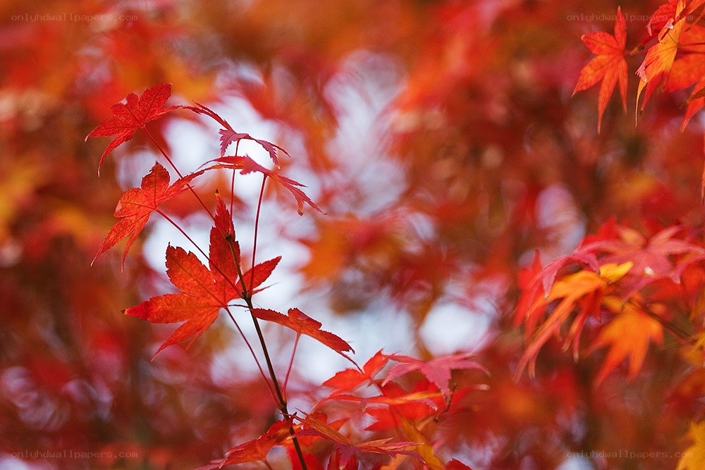 Red maple leaves in autumn