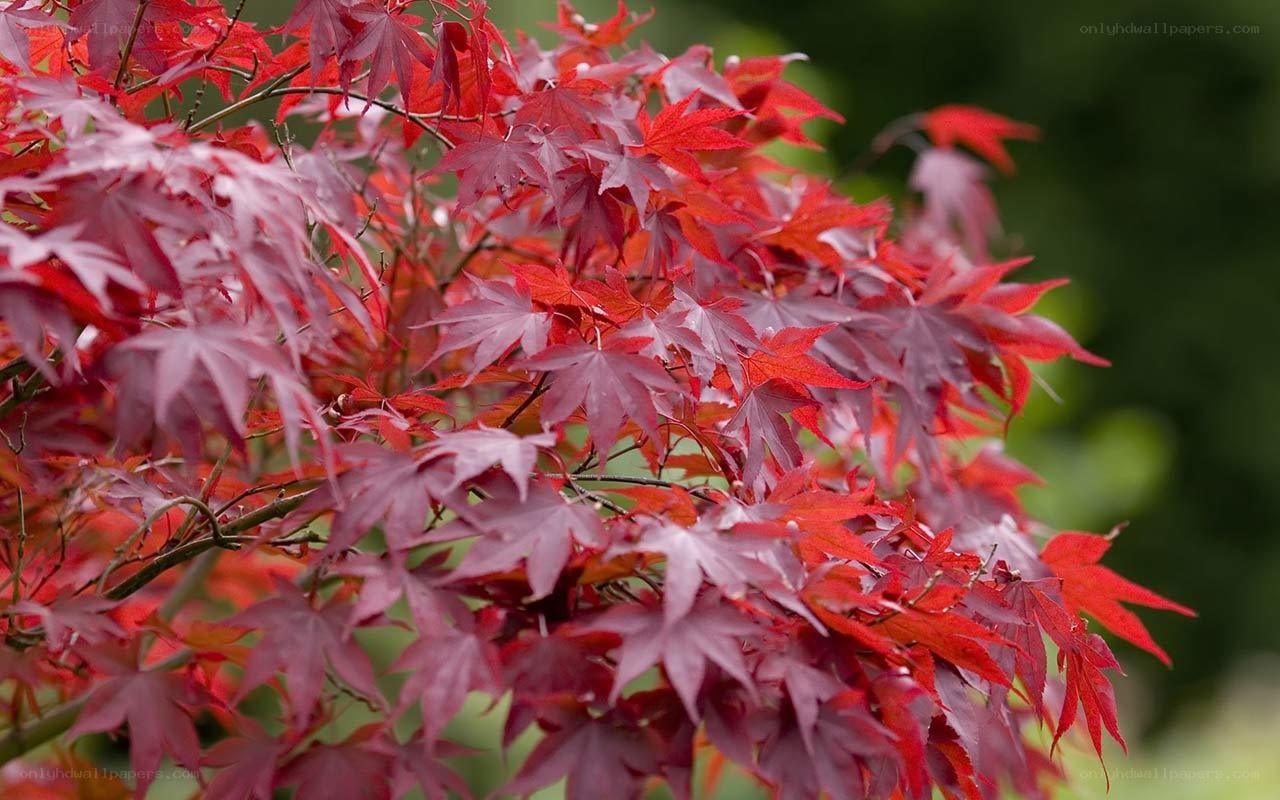 Red maple leaves in autumn