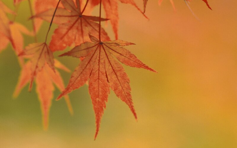 Red maple leaves in autumn