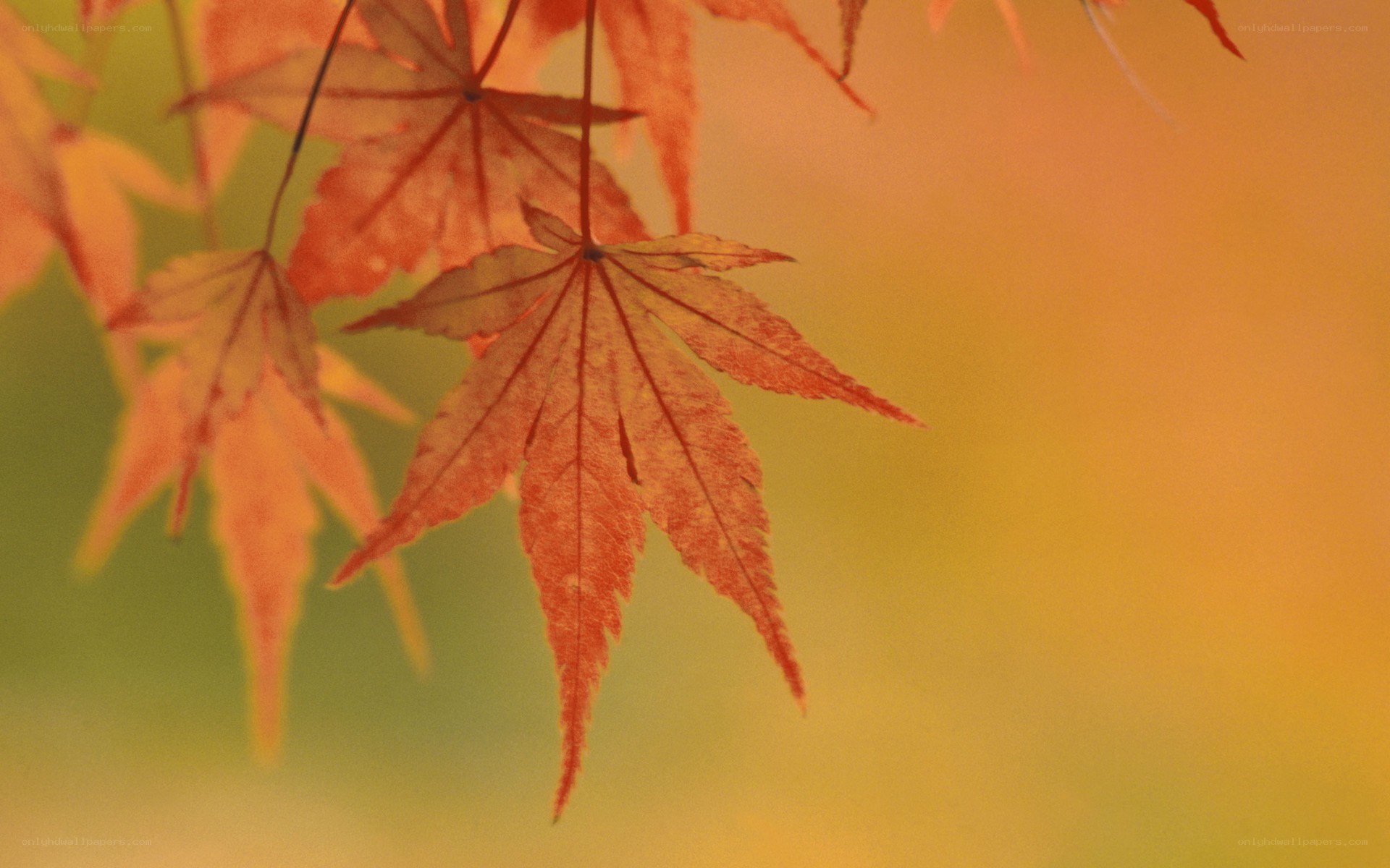 Red maple leaves in autumn