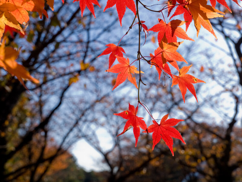 Red maple leaves in autumn
