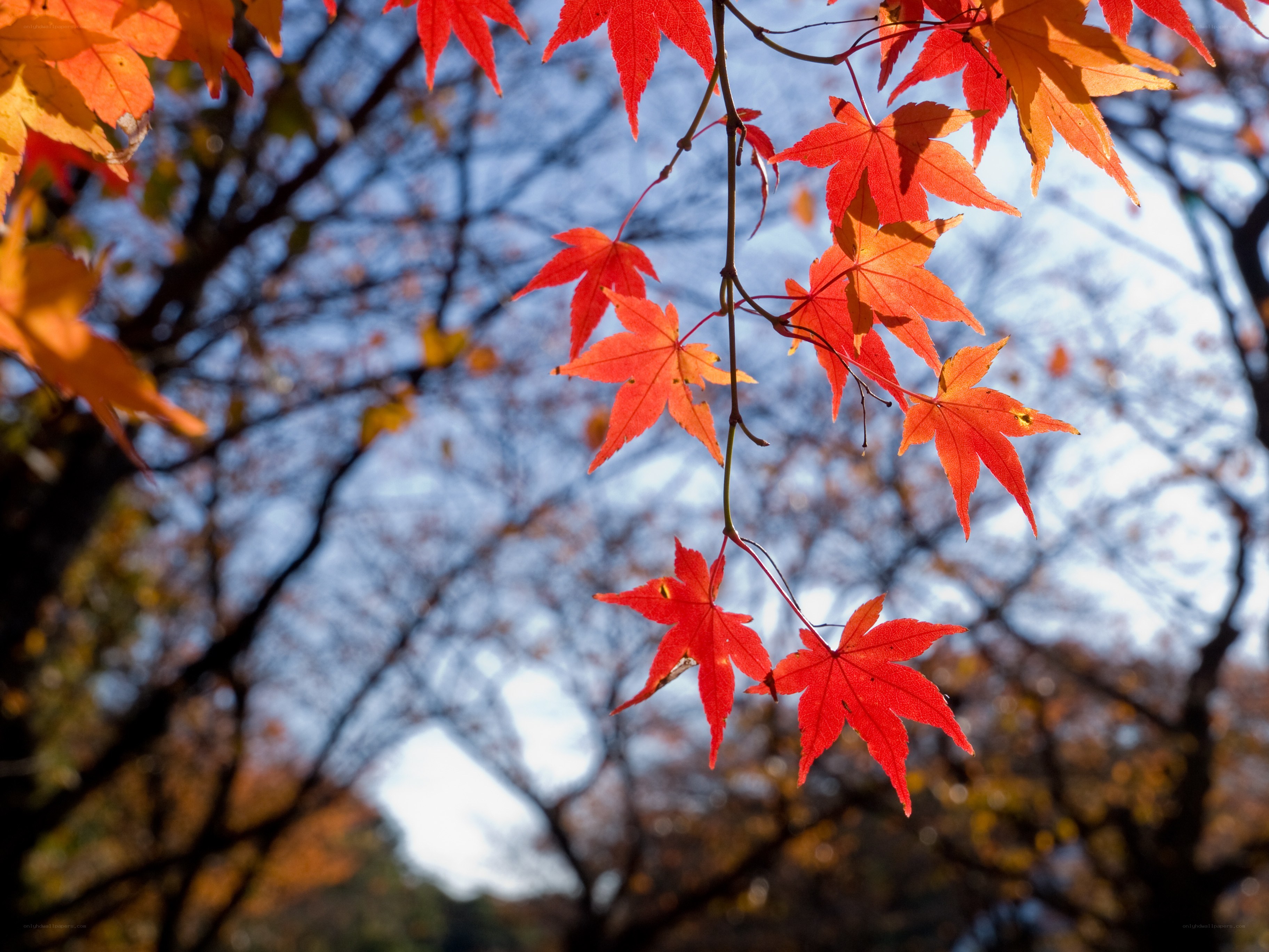 Red maple leaves in autumn