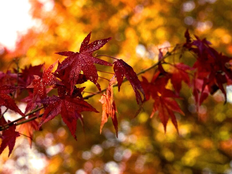 Red maple leaves in autumn