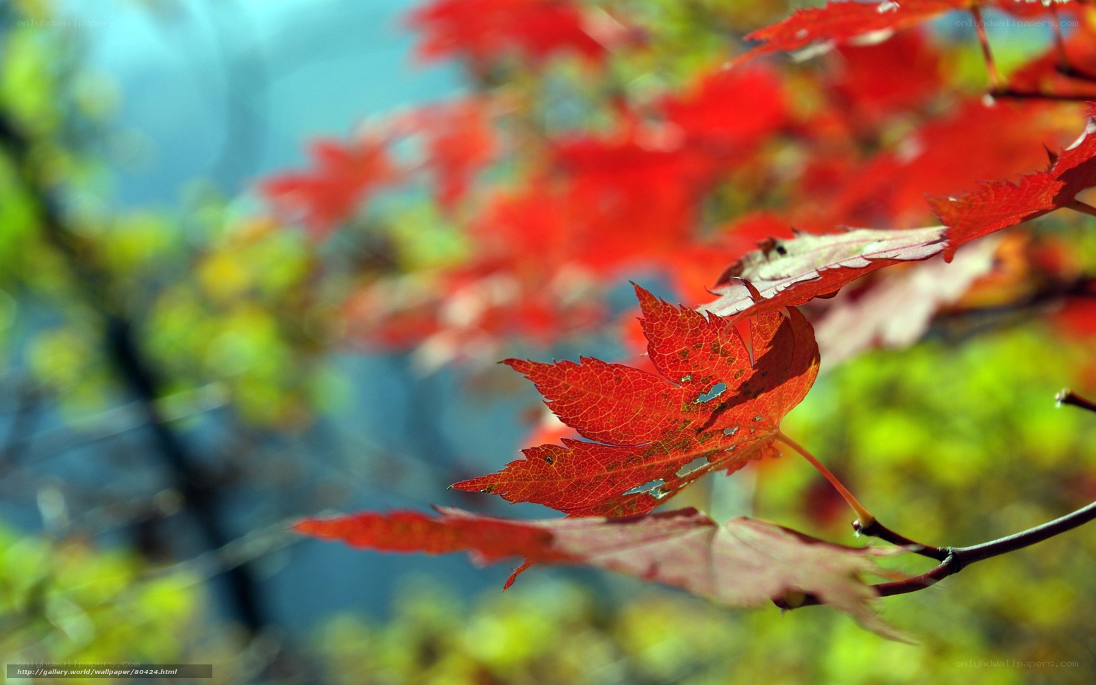 Red maple leaves in autumn