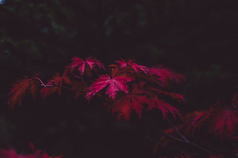 Red maple leaves in darkness