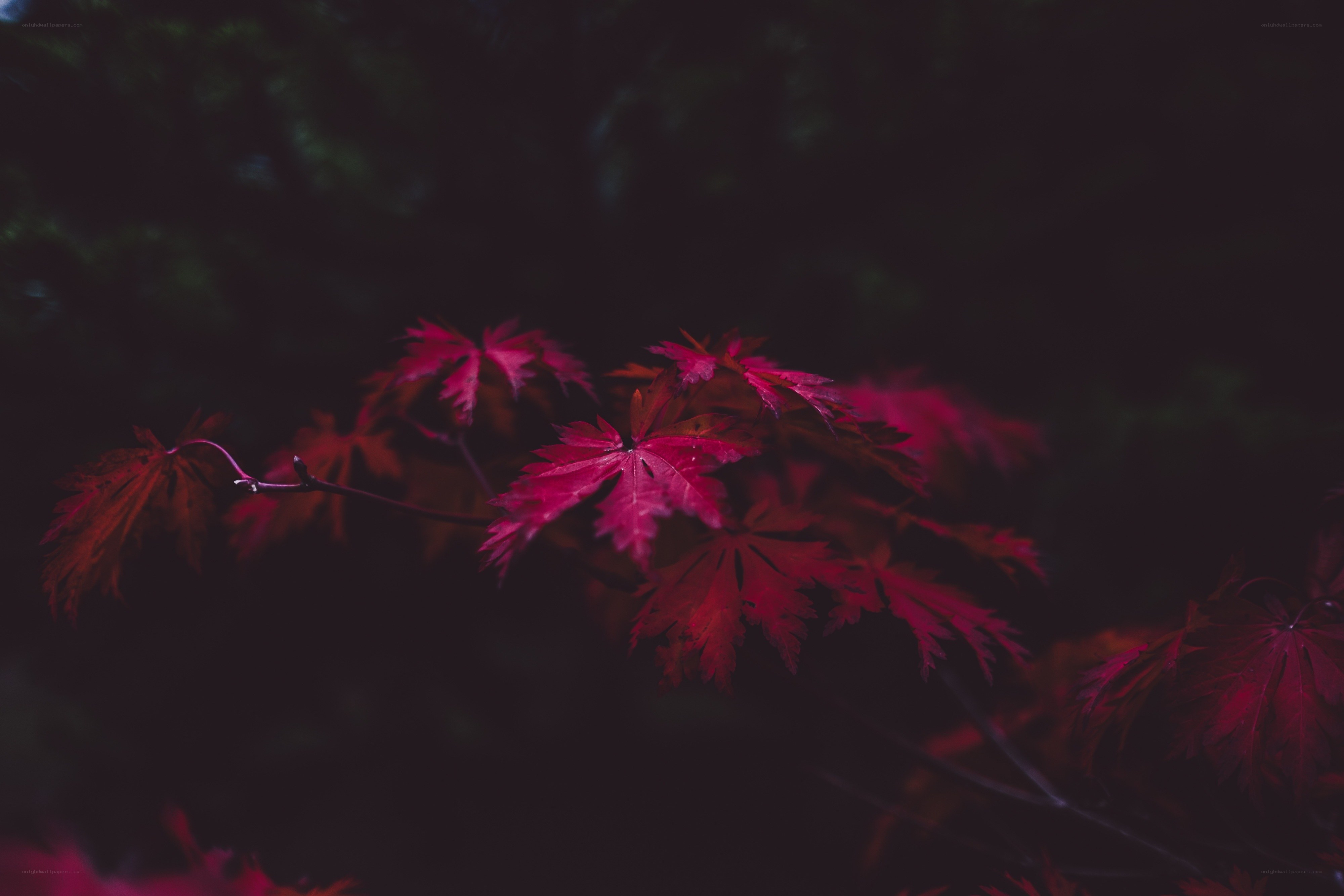 Red maple leaves in darkness
