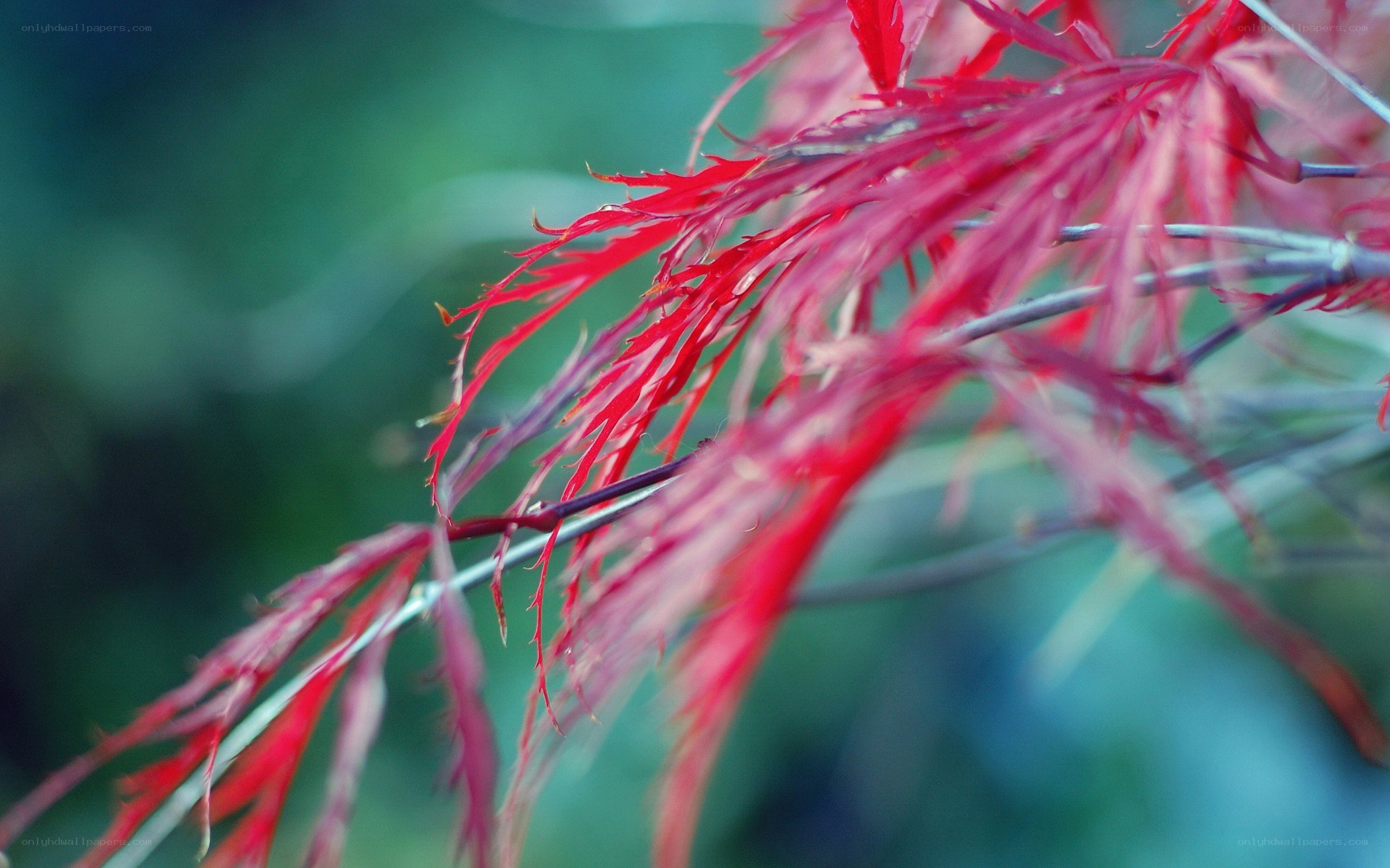 Red maple leaves in focus