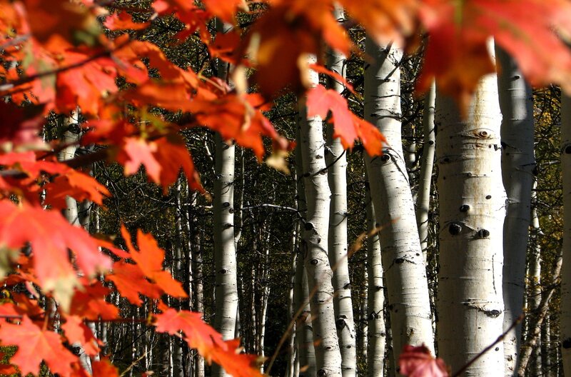 Red Maple Leaves in Forest — Serene, Autumn, Photograph, Aspen Trees