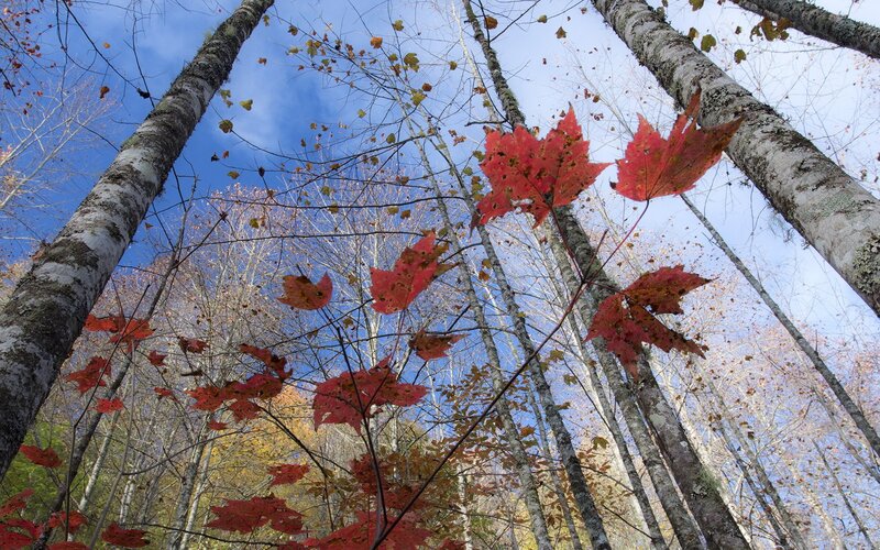Red Maple Leaves in Forest — Serene, Autumn, Photograph, Trees