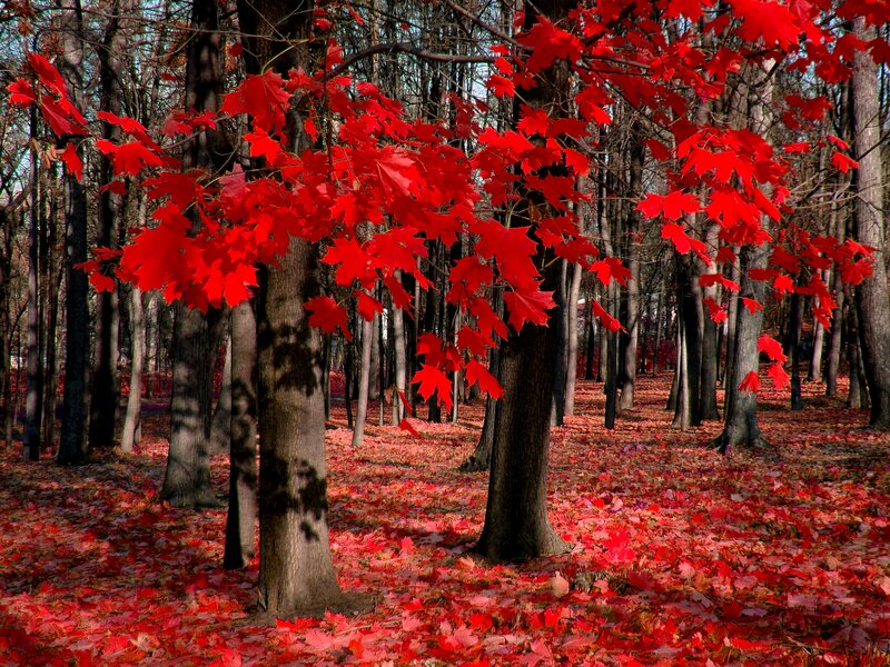 Red Maple Leaves in Forest — Serene, Autumn