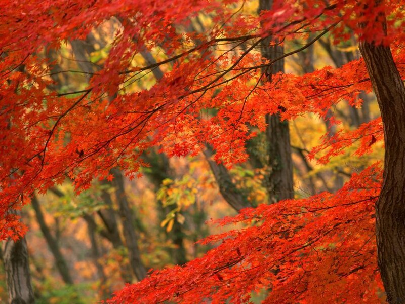 Red Maple Leaves in Forest — Serene