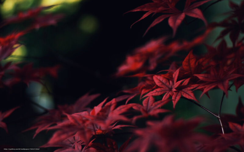 Red maple leaves in forest