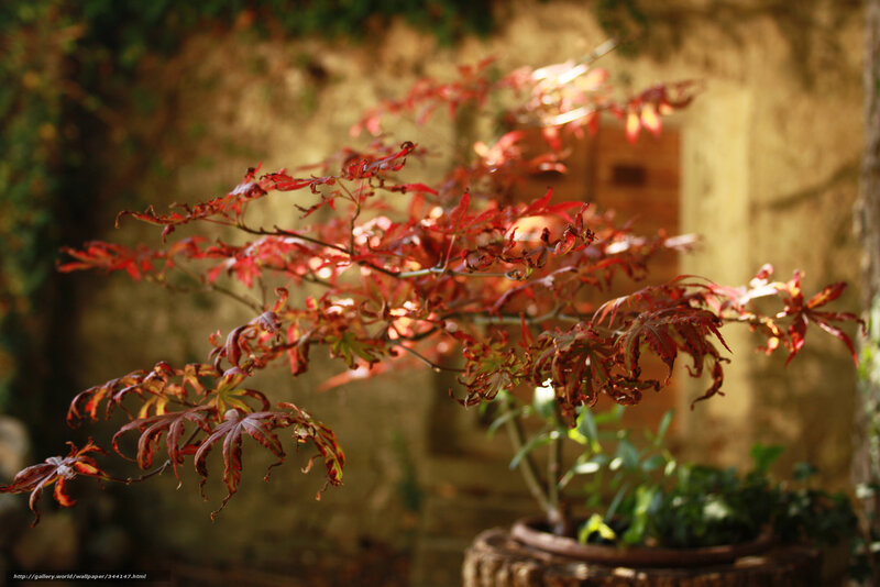 Red Maple Leaves in Pot