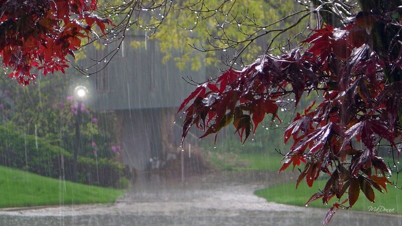 Red Maple Leaves in Rain — Calm