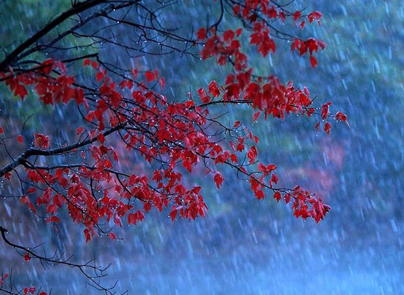 Red Maple Leaves in Rain — Dramatic