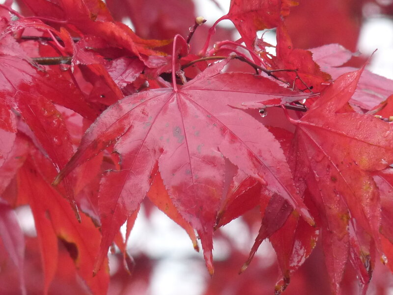 Red maple leaves in rain