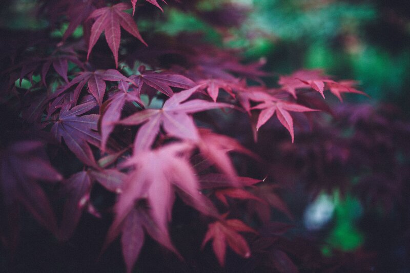 Red maple leaves in soft focus