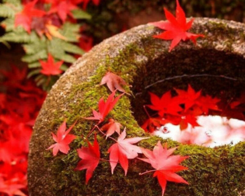 Red Maple Leaves in Stone Basin