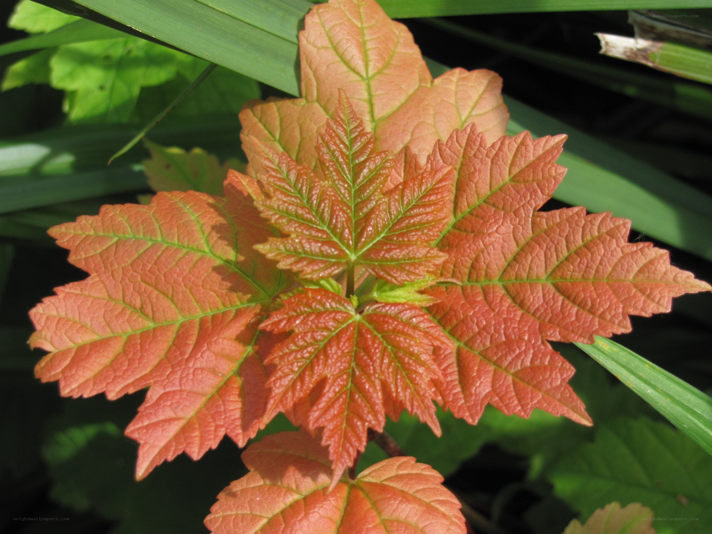 red maple leaves in sunlight