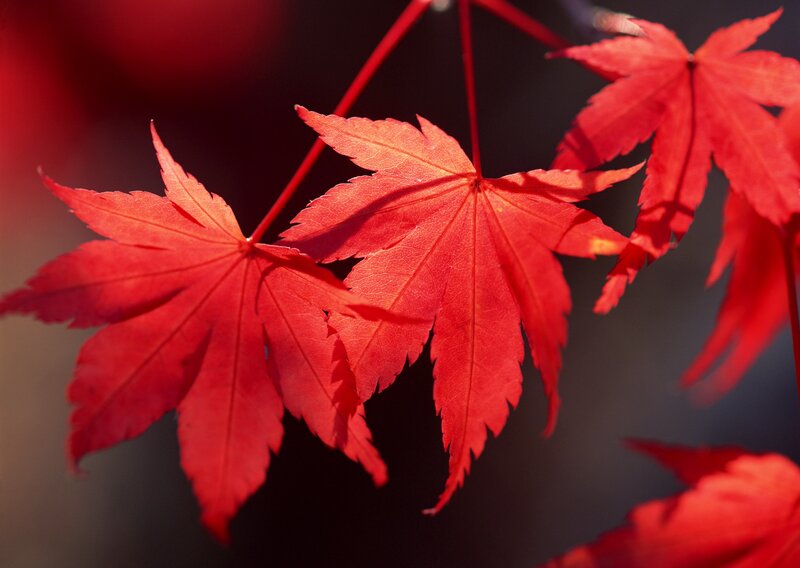 Red maple leaves in sunlight