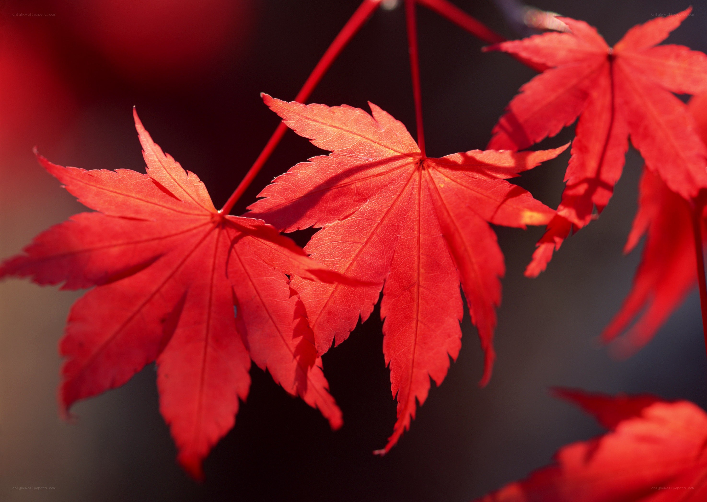 Red maple leaves in sunlight