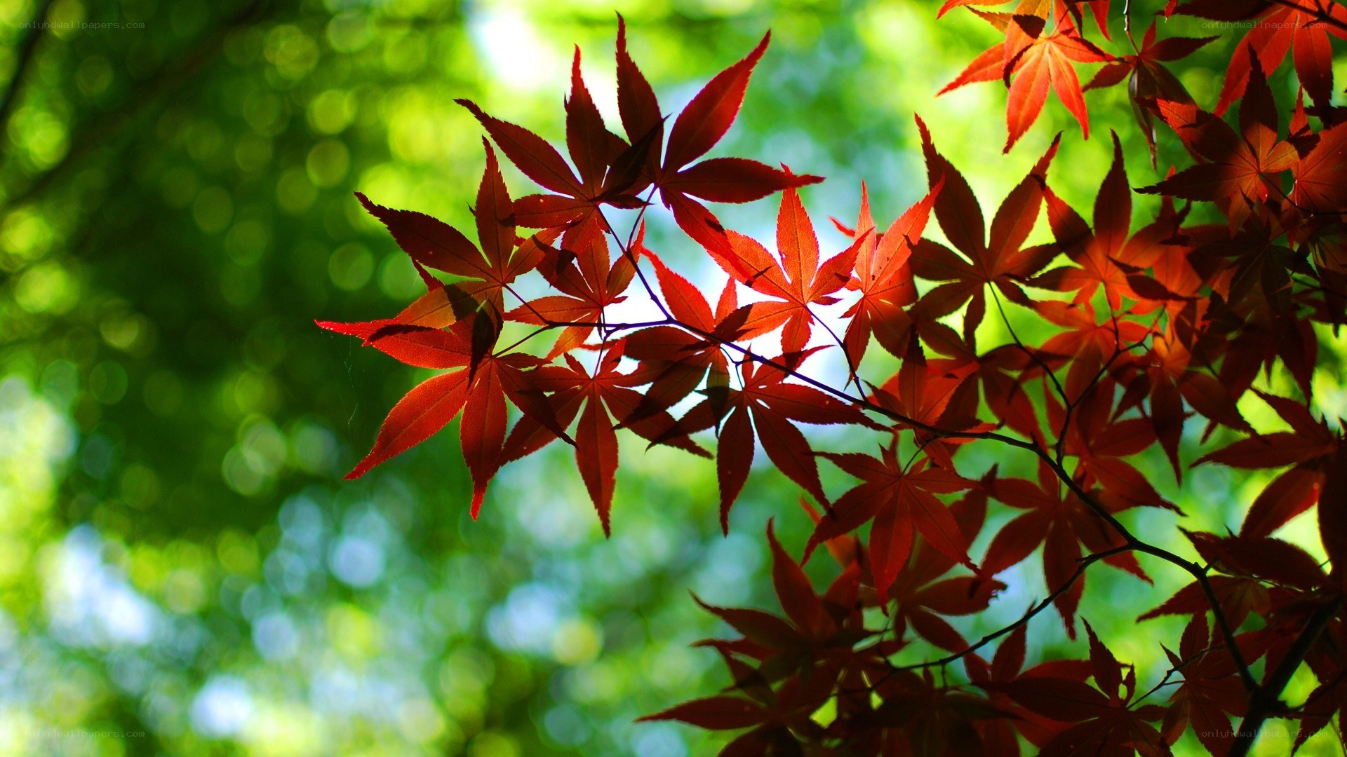 Red maple leaves in sunlight