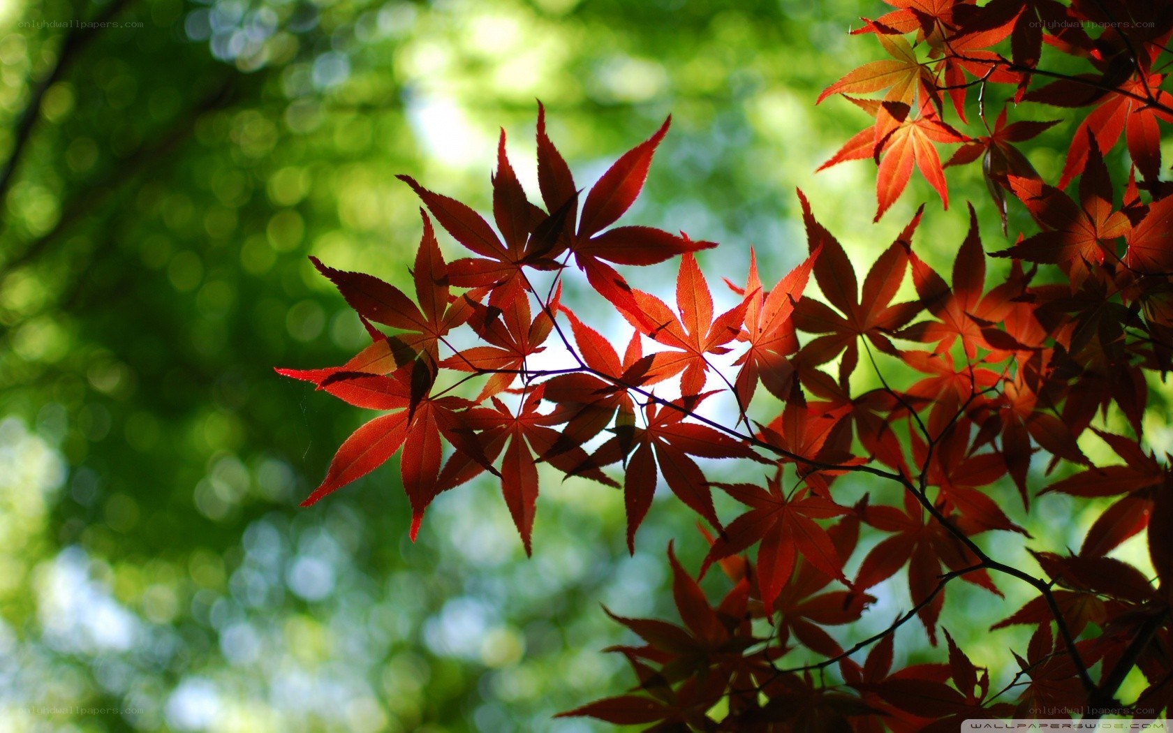 Red maple leaves in sunlight