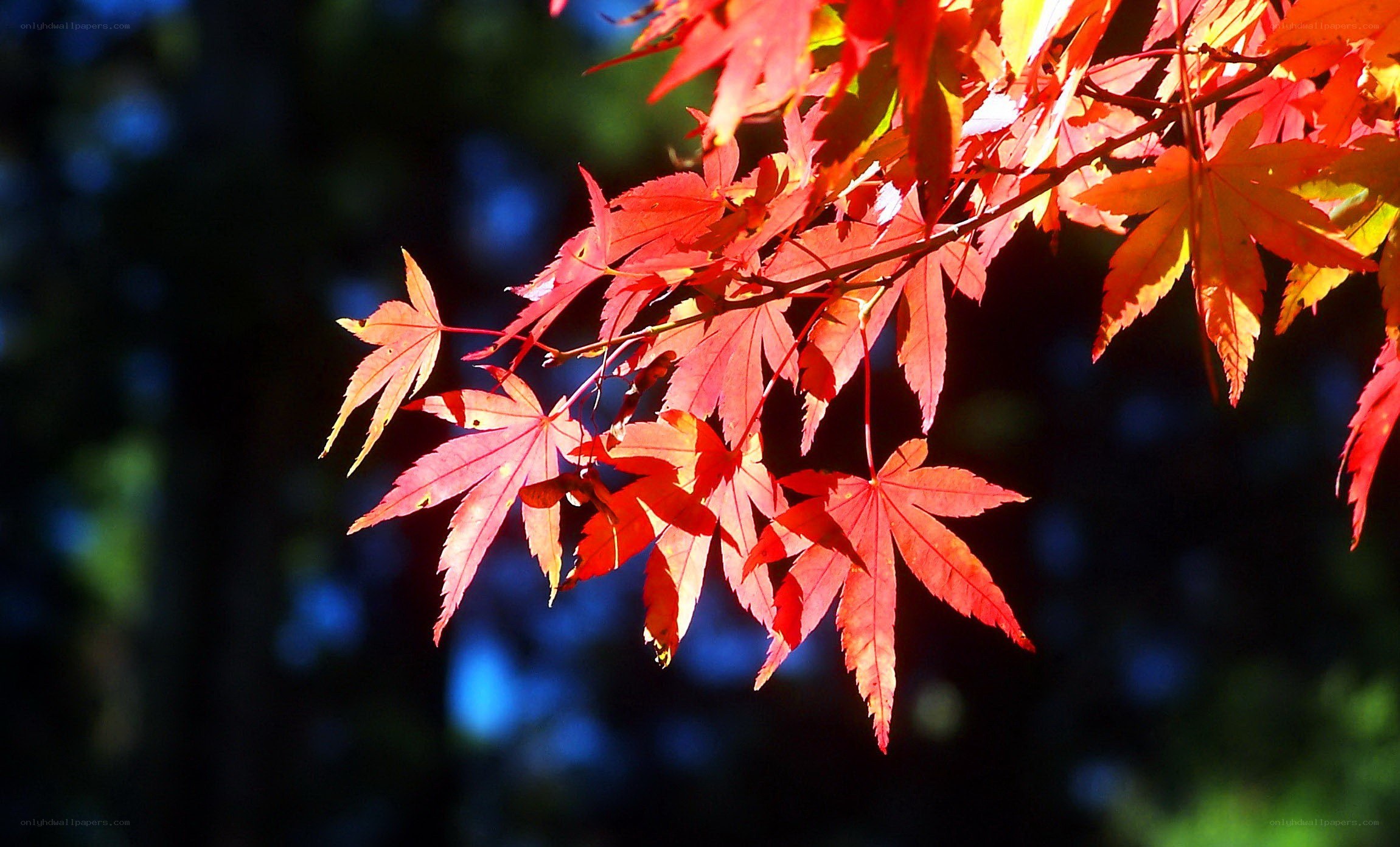 Red maple leaves in sunlight