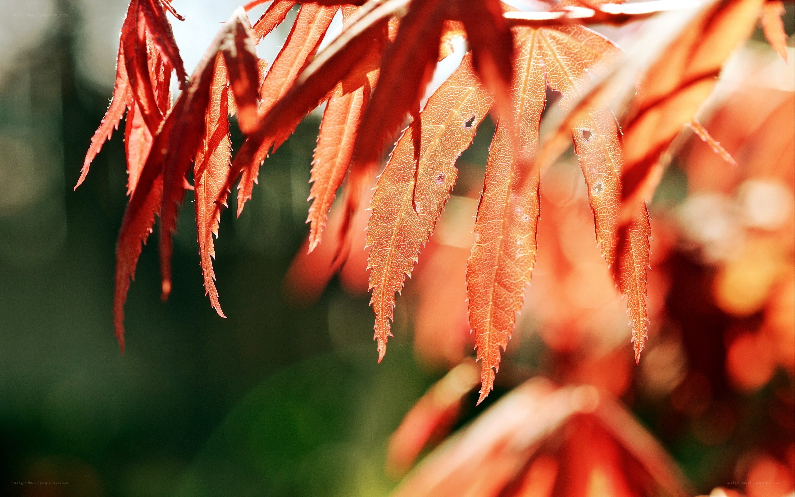 Red maple leaves in sunlight
