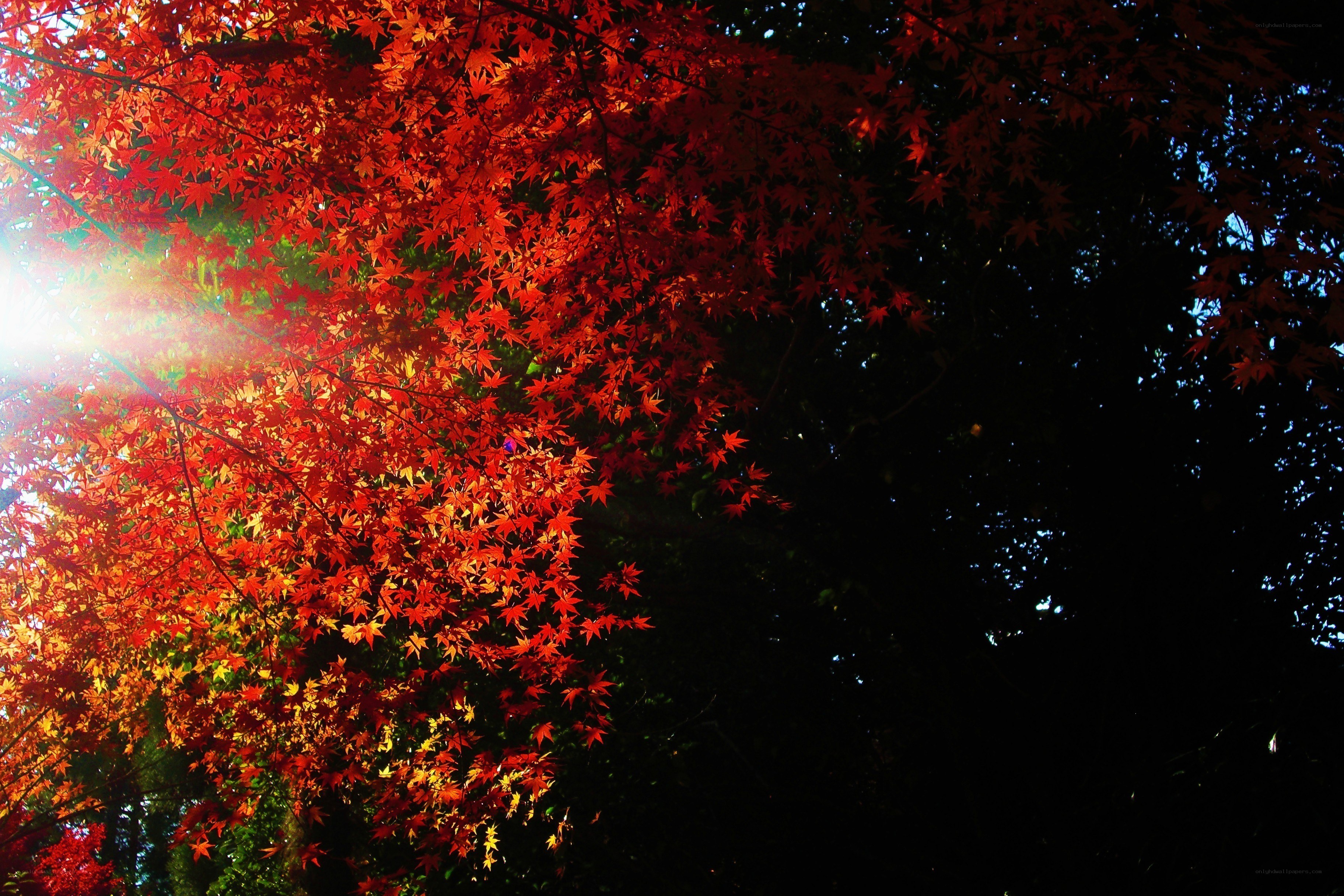 Red maple leaves in sunlight
