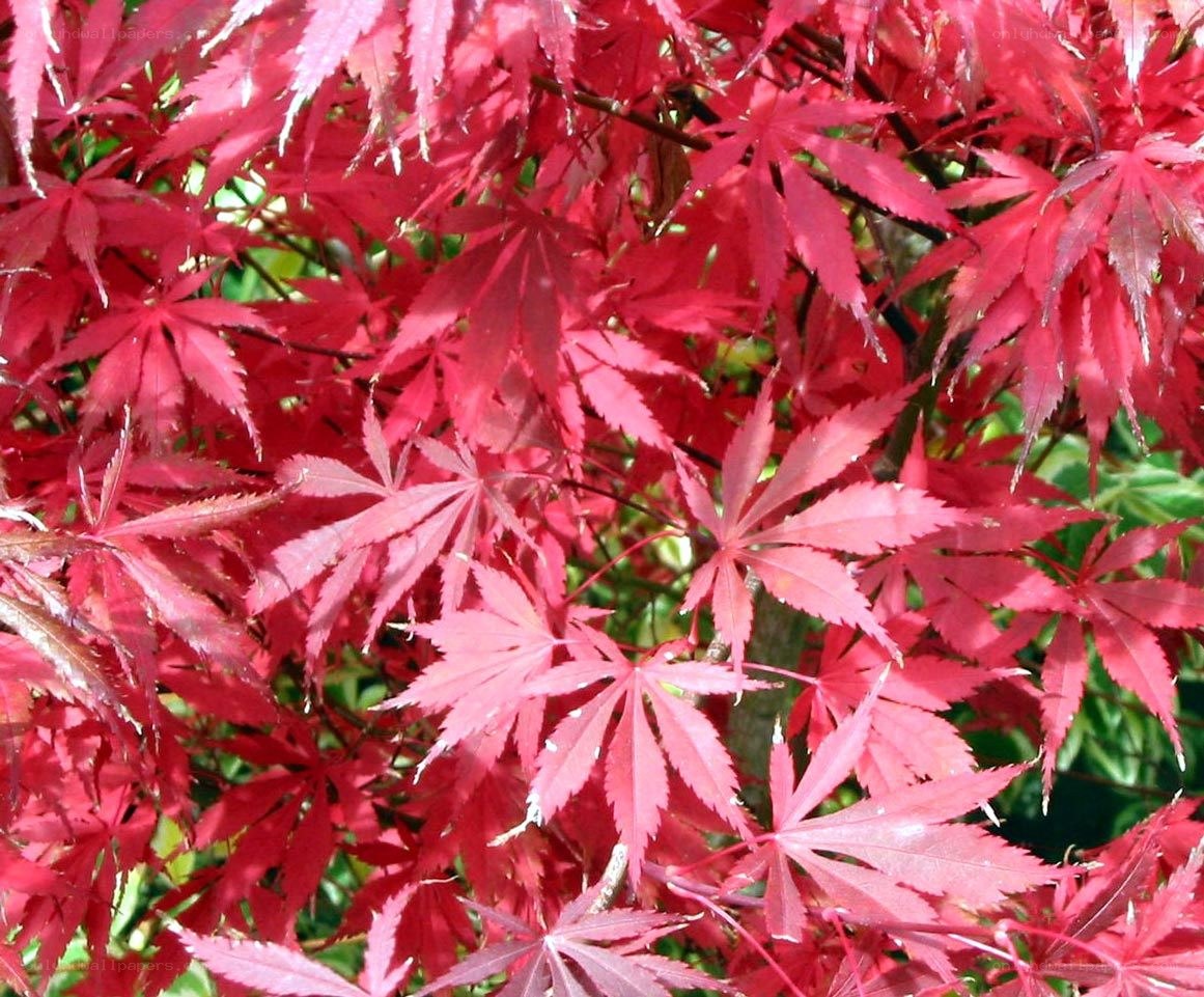 Red maple leaves in sunlight