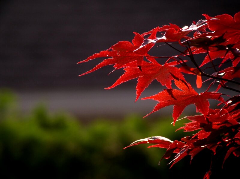 Red maple leaves in sunlight
