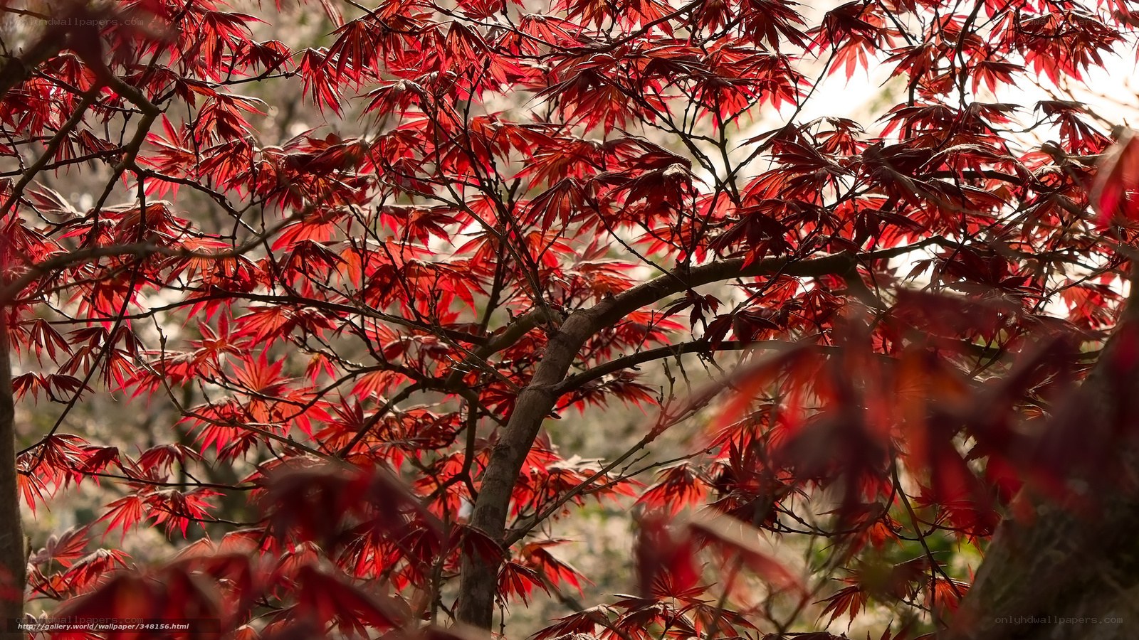 Red maple leaves in sunlight
