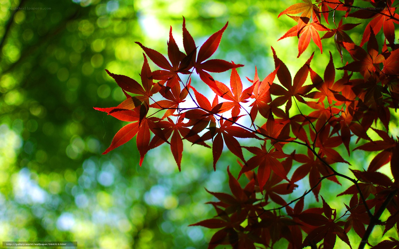 Red maple leaves in sunlight