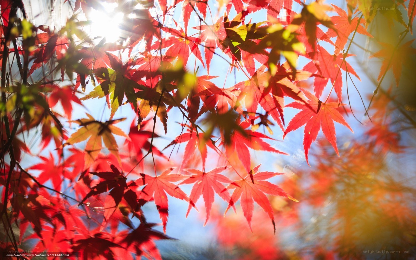 Red maple leaves in sunlight