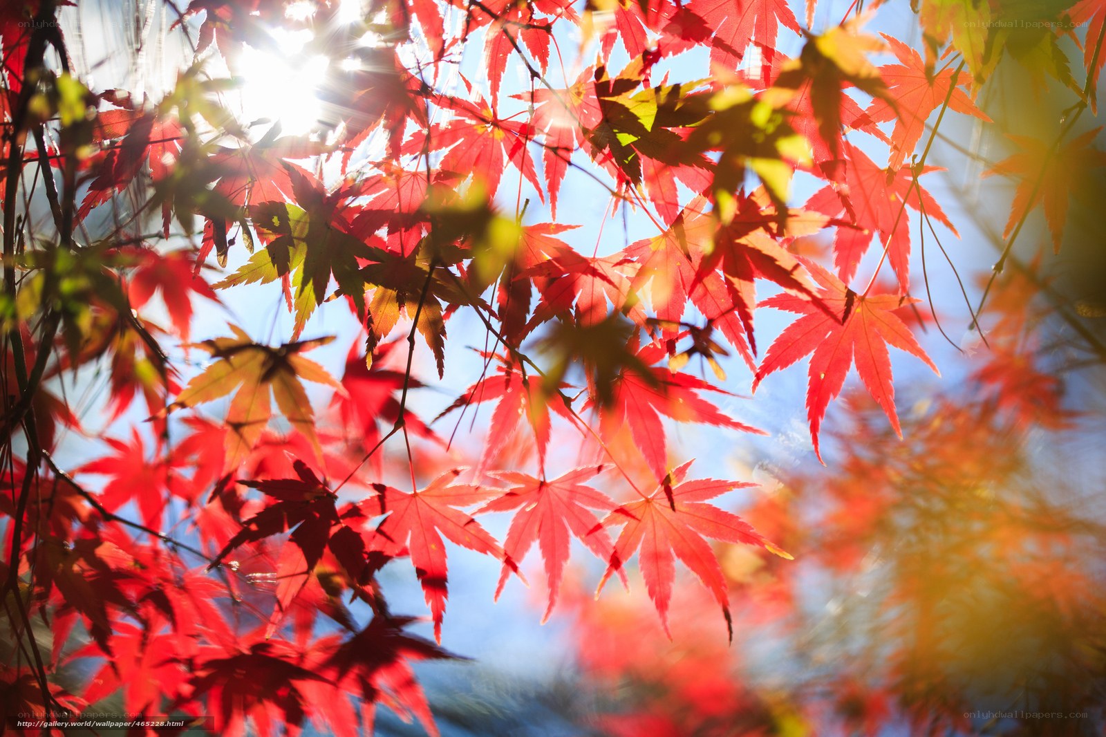 Red maple leaves in sunlight