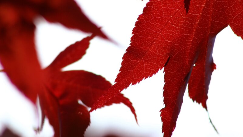 Red maple leaves in sunlight