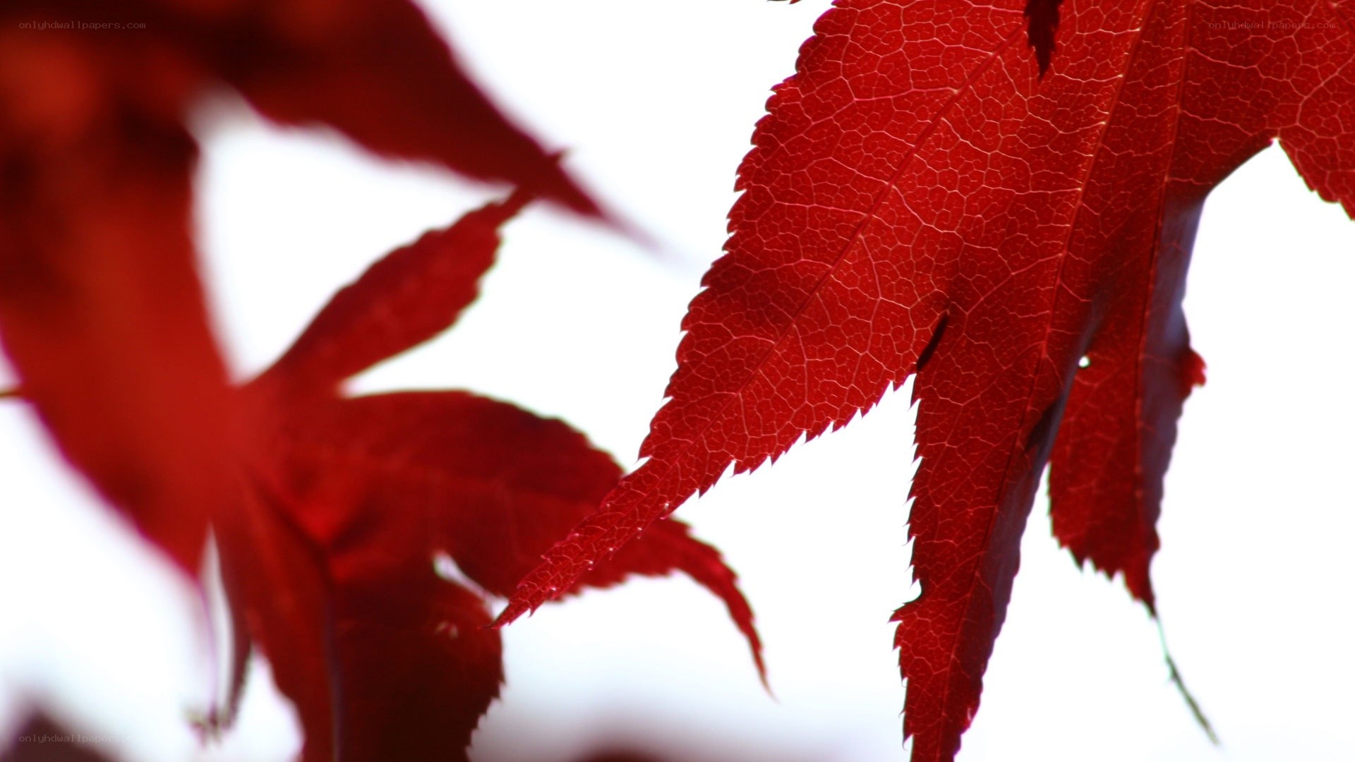 Red maple leaves in sunlight