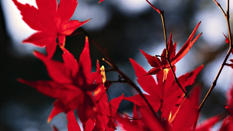 Red maple leaves in sunlight